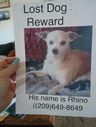 Lost Male Dog last seen California , Stockton, CA 95202