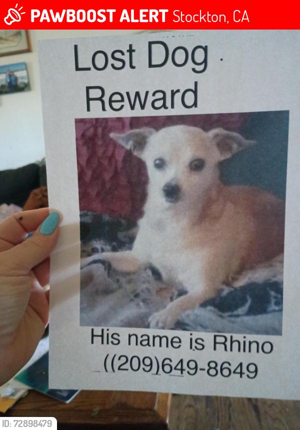 Lost Male Dog last seen California , Stockton, CA 95202