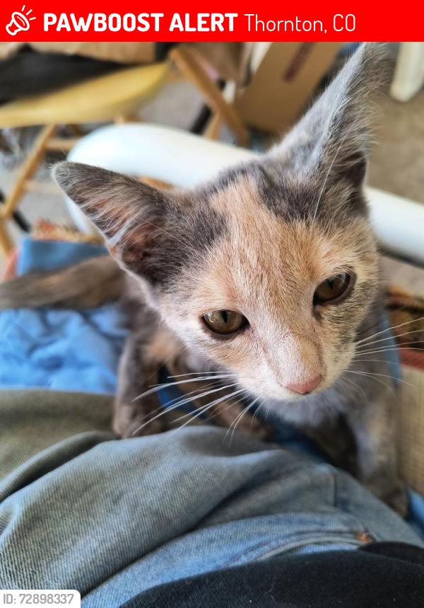 Found/Stray Female Cat last seen RTD  rail track area & 86th Thornton co, Thornton, CO 80229
