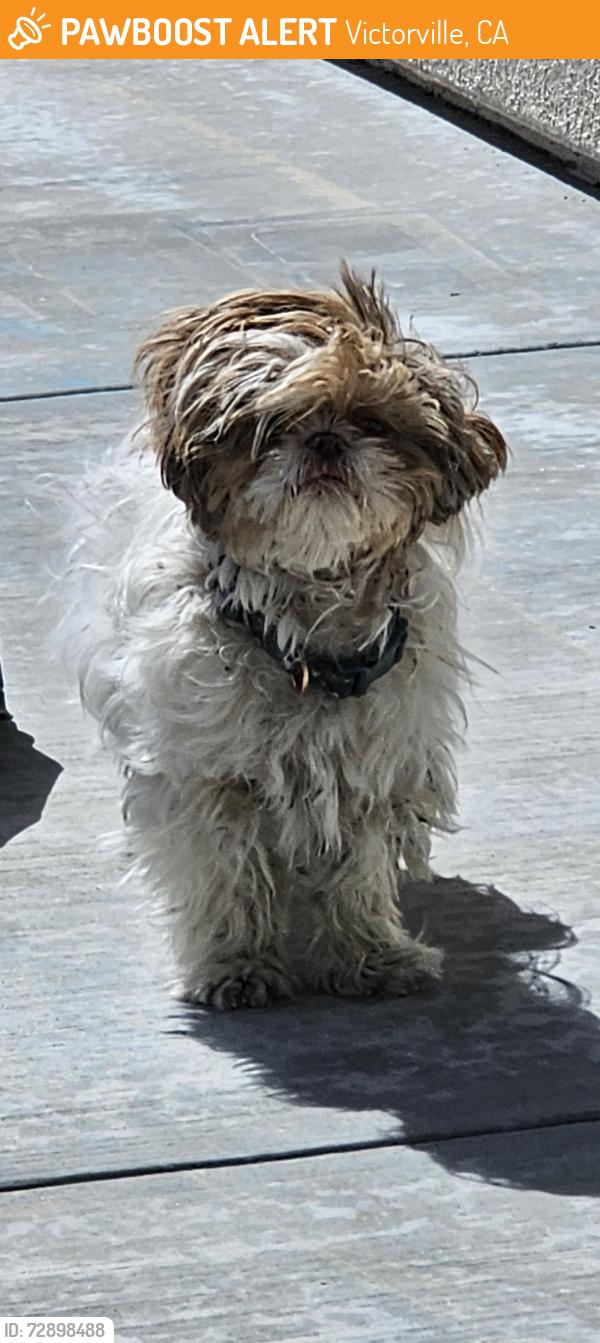 Found/Stray Male Dog last seen EUCALYPTUS AND LANCER , Victorville, CA 92392