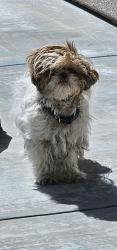 Found/Stray Male Dog last seen EUCALYPTUS AND LANCER , Victorville, CA 92392