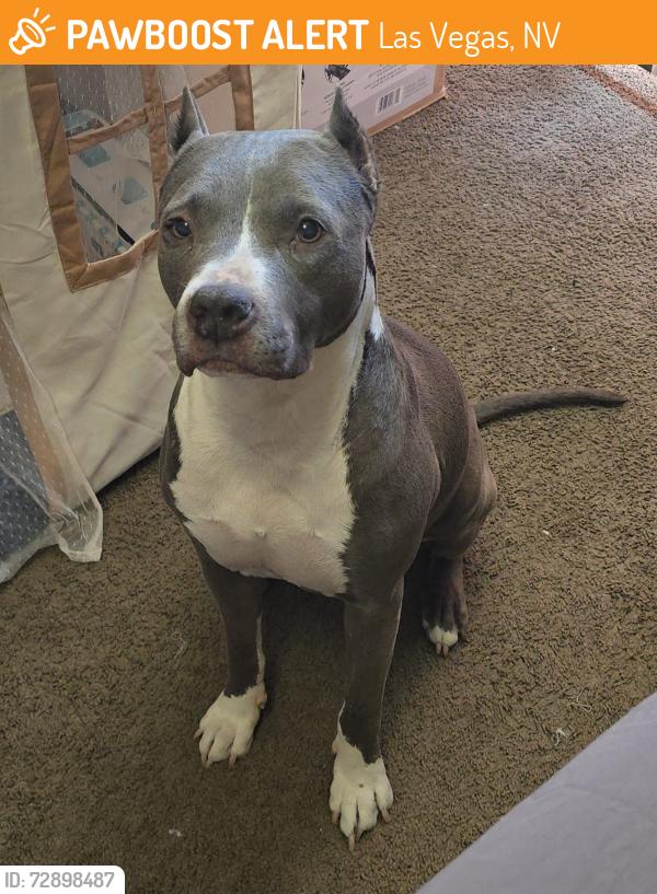 Found/Stray Female Dog last seen Lake Mead and Pecos, Las Vegas, NV 89030