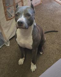 Found/Stray Female Dog last seen Lake Mead and Pecos, Las Vegas, NV 89030