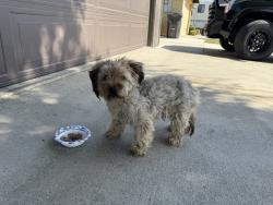 Found/Stray Unknown Dog last seen Calcutta dr, Bakersfield, CA 93307