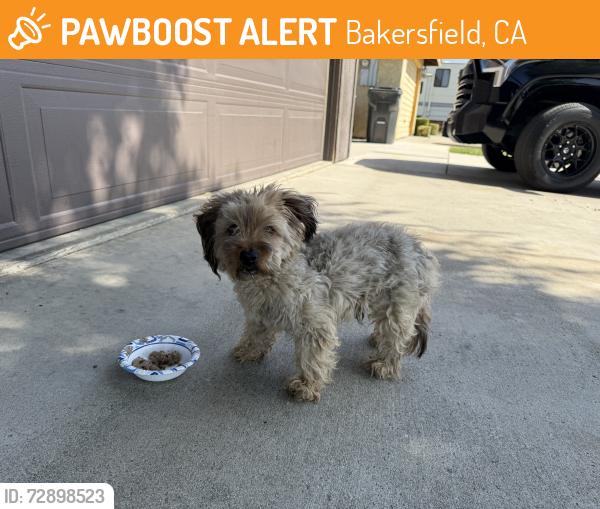 Found/Stray Unknown Dog last seen Calcutta dr, Bakersfield, CA 93307
