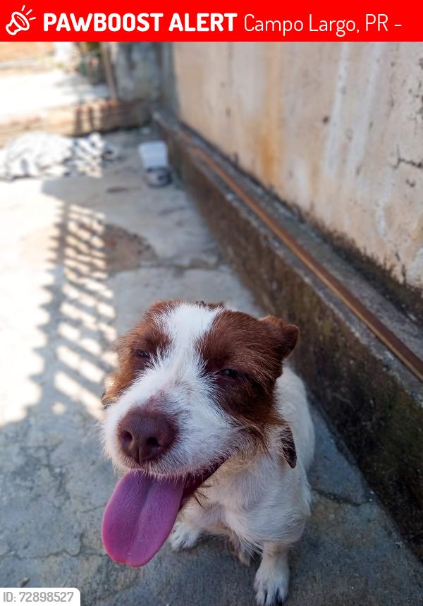 Lost Female Dog last seen rua da liberdade , Campo Largo, PR 83605-310