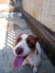 Lost Female Dog last seen rua da liberdade , Campo Largo, PR 83605-310