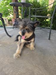 Found/Stray Male Dog last seen Northumberland dr, Garland, TX 75041