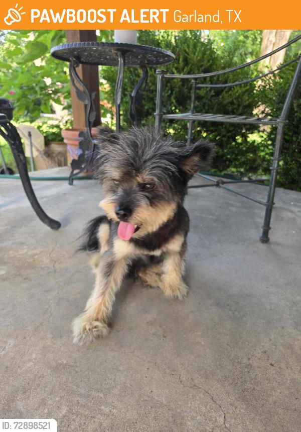 Found/Stray Male Dog last seen Northumberland dr, Garland, TX 75041