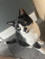 Lost Male Cat last seen Back garden , West Midlands, England B10