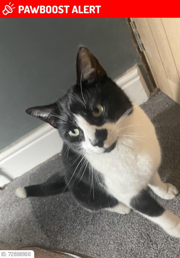 Lost Male Cat last seen Back garden, West Midlands, England B10