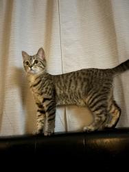 Reunited Female Cat last seen Hinton Ave South and 80 street are the cross streets , Cottage Grove, MN 55016