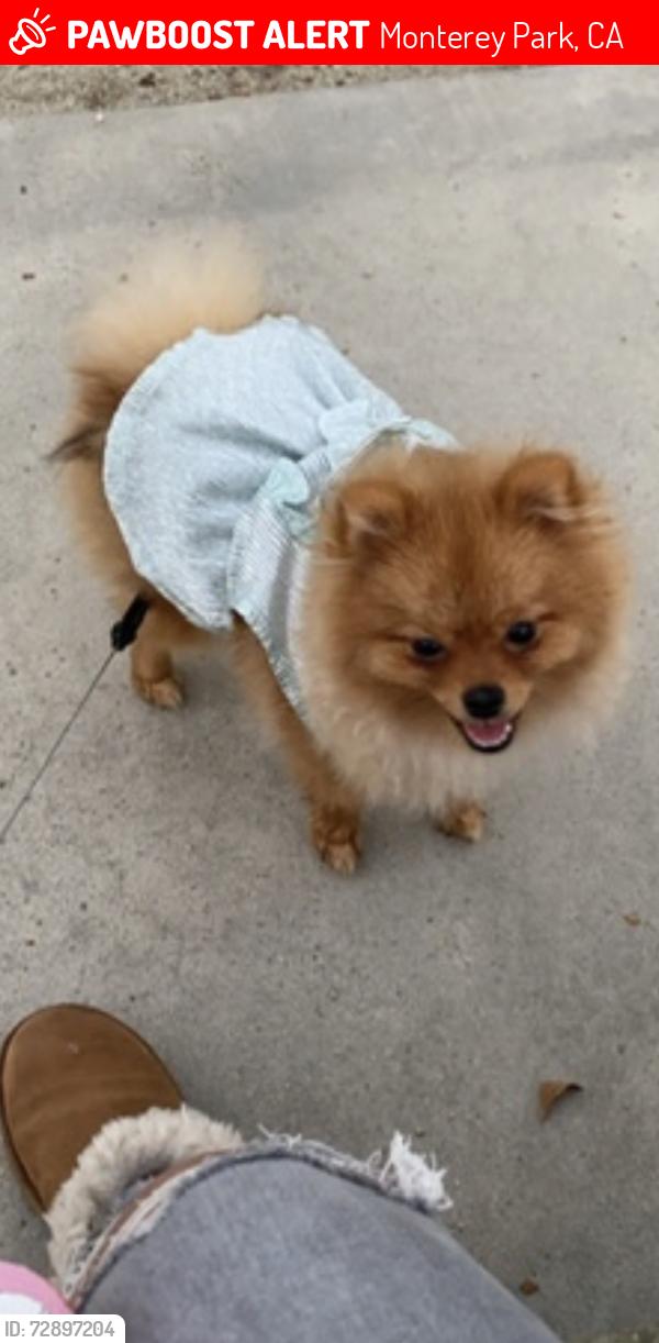 Lost Female Dog last seen Garvey and orange or Newmark and orange , Monterey Park, CA 91755