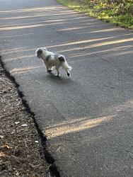 Found/Stray Unknown Dog last seen sweetwater park , Lawrenceville, GA 30044