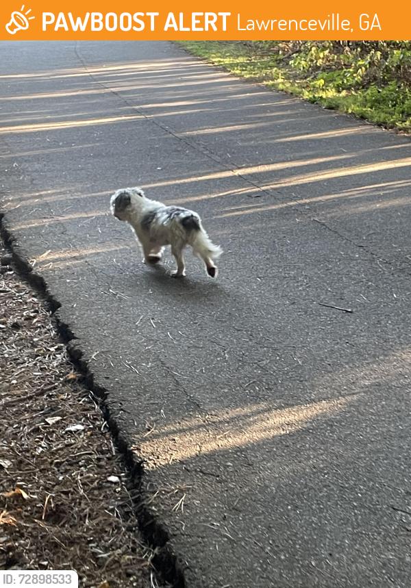 Found/Stray Unknown Dog last seen sweetwater park , Lawrenceville, GA 30044