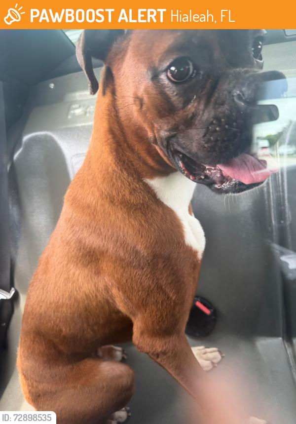 Found/Stray Unknown Dog last seen 36th Ave and 108st Hialeah, Hialeah, FL 33018