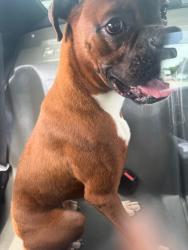 Found/Stray Unknown Dog last seen 36th Ave and 108st Hialeah, Hialeah, FL 33018