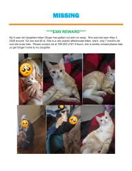 Lost Female Cat last seen Near ST and 133 AVE, Edmonton, AB T5E 2T8