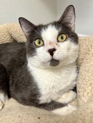 Found/Stray Male Cat last seen Bay Village Circle , Santa Rosa, CA 95403