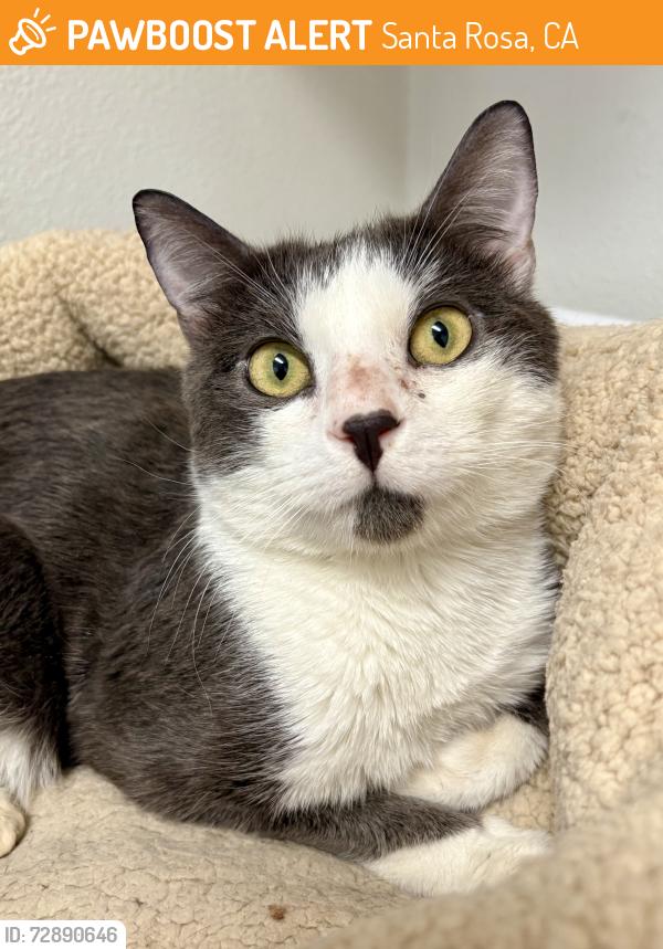 Found/Stray Male Cat last seen Bay Village Circle , Santa Rosa, CA 95403