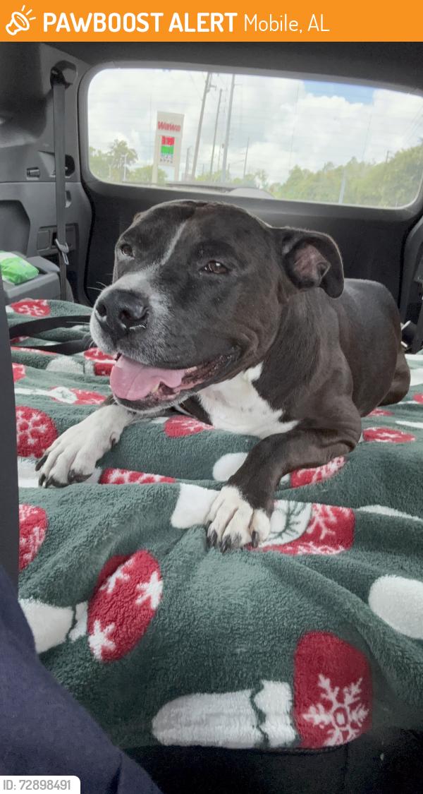 Found/Stray Female Dog last seen Taco Bell in tillmans corner , Mobile, AL 36619