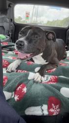 Found/Stray Female Dog last seen Taco Bell in tillmans corner , Mobile, AL 36619