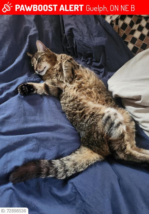 Deceased Male Cat last seen Bullfrog mall, Guelph, ON N1E 4B7