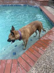 Reunited Male Dog last seen Summer Lee and Ralph Hall , Rockwall, TX 75032