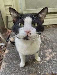 Found/Stray Male Cat last seen Elvira road, Fayetteville, NC 28303
