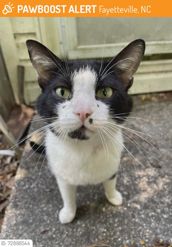 Found/Stray Male Cat last seen Elvira road, Fayetteville, NC 28303