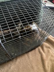 Found/Stray Unknown Cat last seen 260th and mountain highway , Spanaway, WA 98387