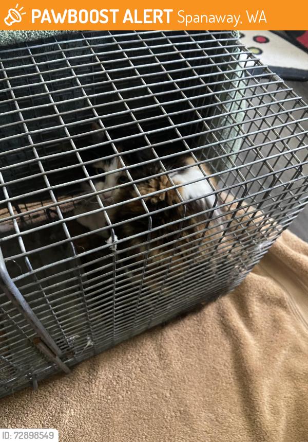 Found/Stray Unknown Cat last seen 260th and mountain highway , Spanaway, WA 98387