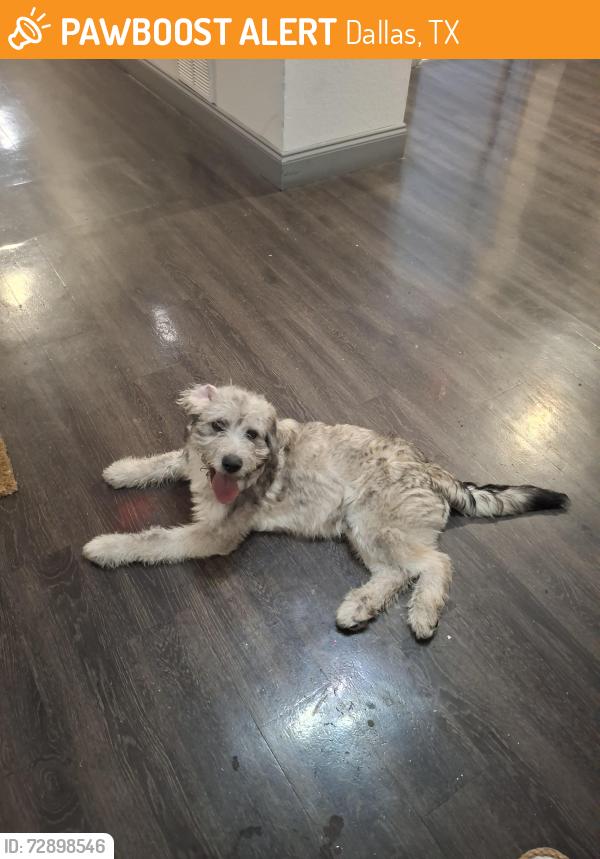 Found/Stray Unknown Dog last seen The dog is roaming 8850 Ferguson Road- Halston apmt Complex , Dallas, TX 75228