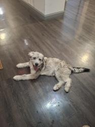 Found/Stray Unknown Dog last seen The dog is roaming 8850 Ferguson Road- Halston apmt Complex , Dallas, TX 75228