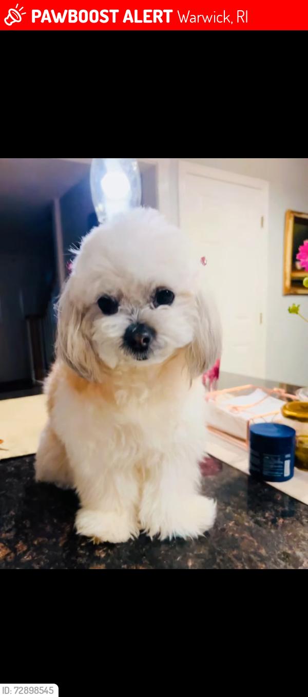 Lost Female Dog last seen Near Kenwood St off of Church Avenue , Warwick, RI 02889