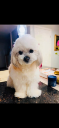 Lost Female Dog last seen Near Kenwood St off of Church Avenue , Warwick, RI 02889