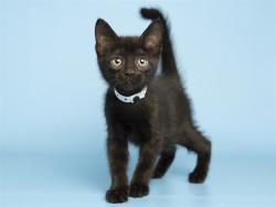 Shelter Stray Male Cat last seen 19TH AND 33 AVE, Phoenix, AZ 85008