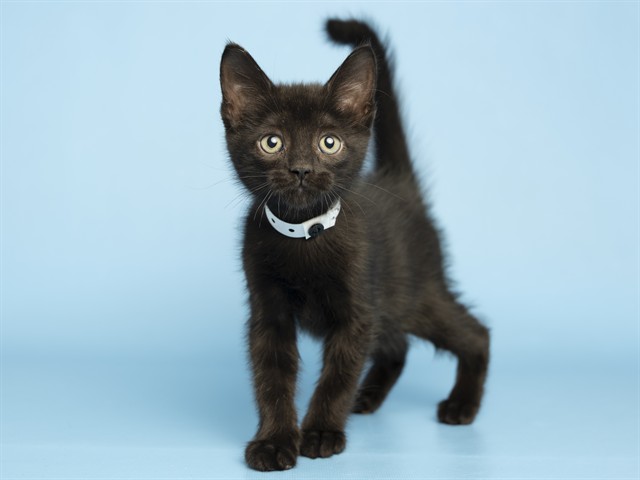 Shelter Stray Male Cat last seen 19TH AND 33 AVE, Phoenix, AZ 85008