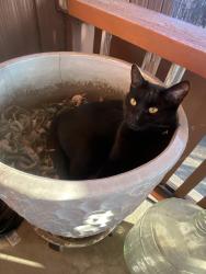 Reunited Female Cat last seen Near N. Garfield ave. , Pasadena, CA 91104