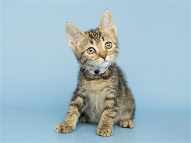 Shelter Stray Female Cat last seen 19TH AND 33 AVE, Phoenix, AZ 85008