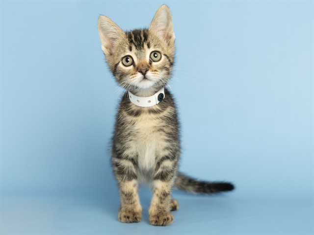 Shelter Stray Male Cat last seen 19TH AND 33 AVE, Phoenix, AZ 85008
