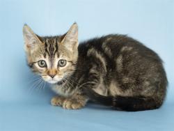 Shelter Stray Female Cat last seen 19TH AND 33 AVE, Phoenix, AZ 85008