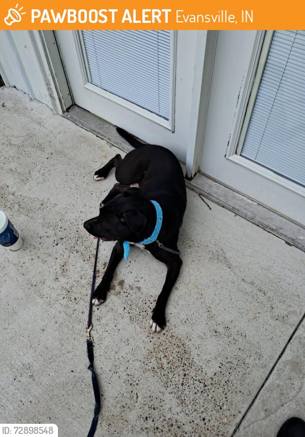 Found/Stray Male Dog last seen Hanies corner found, Evansville, IN 47713