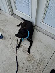 Found/Stray Male Dog last seen Hanies corner found, Evansville, IN 47713