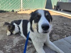 Shelter Stray Male Dog last seen PALM X KENDALL, San Bernardino, CA 92401