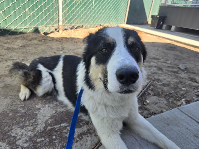 Shelter Stray Male Dog last seen PALM X KENDALL, San Bernardino, CA 92401