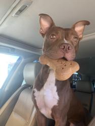 Lost Male Dog last seen St Andrew’s and Bush River rd, Columbia, SC 29210
