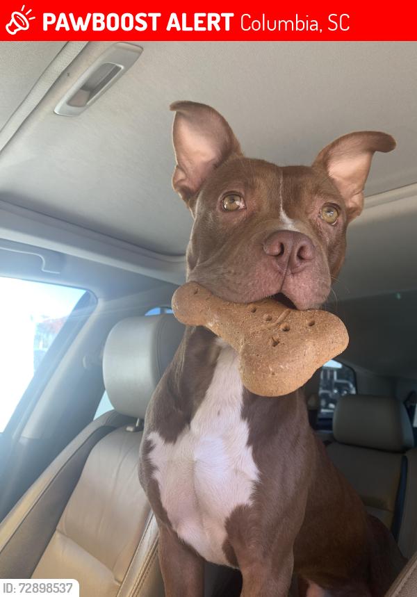 Lost Male Dog last seen St Andrew’s and Bush River rd, Columbia, SC 29210