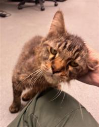 Shelter Stray Male Cat last seen EDDY X LARKIN, San Francisco, CA 94103