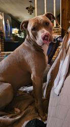 Lost Male Dog last seen Pritchard Road , Russellville, AL 35653